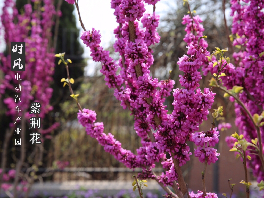 紫荊花